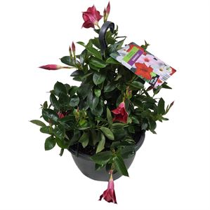 Bild von HP27 Sundaville Red